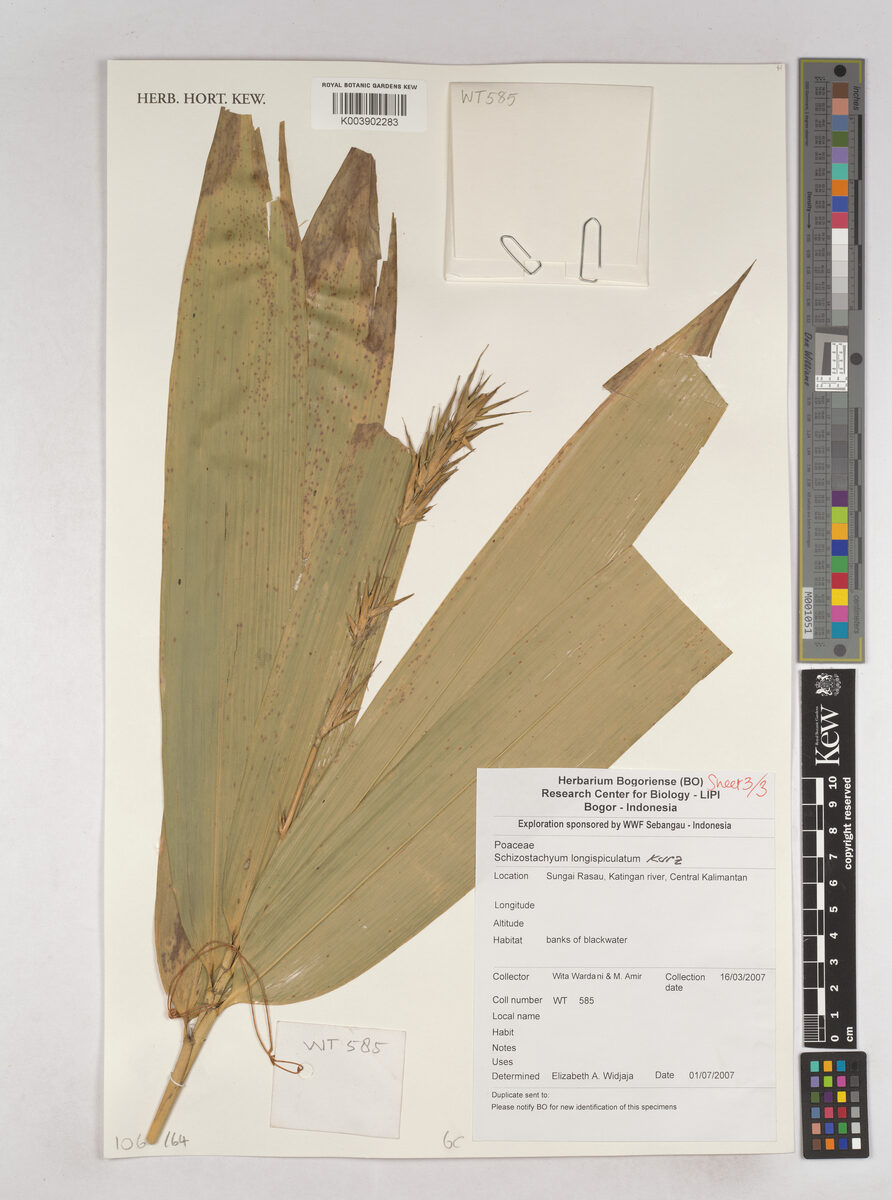 Schizostachyum blumei (Tamiyang bamboo) — photo