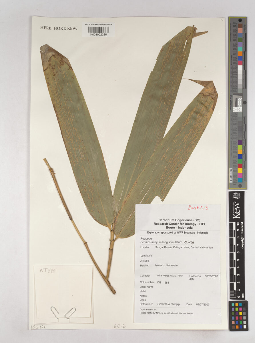 Schizostachyum blumei (Tamiyang bamboo) — photo