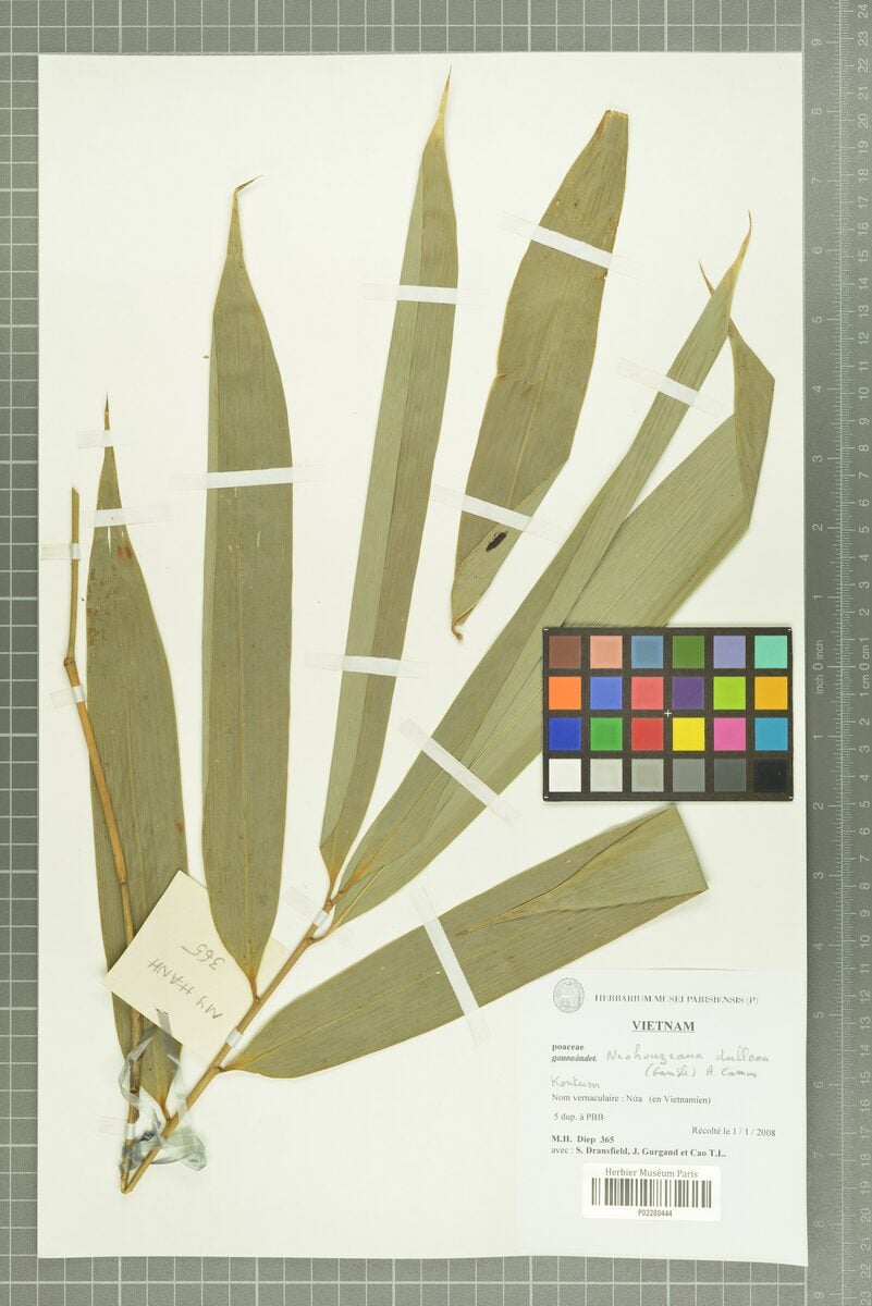 Schizostachyum dullooa (Dulu bamboo) — photo
