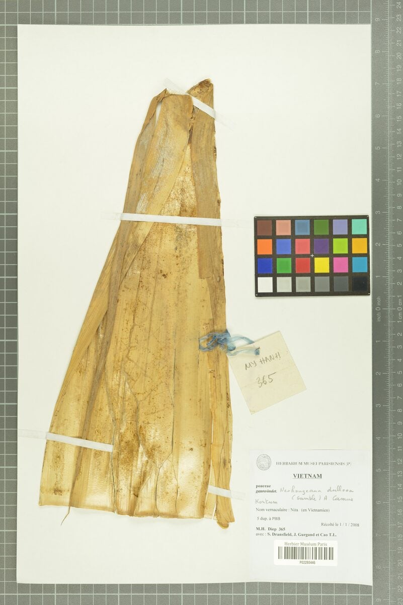 Schizostachyum dullooa (Dulu bamboo) — photo