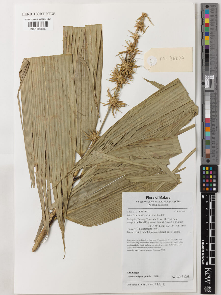 Schizostachyum grande — photo