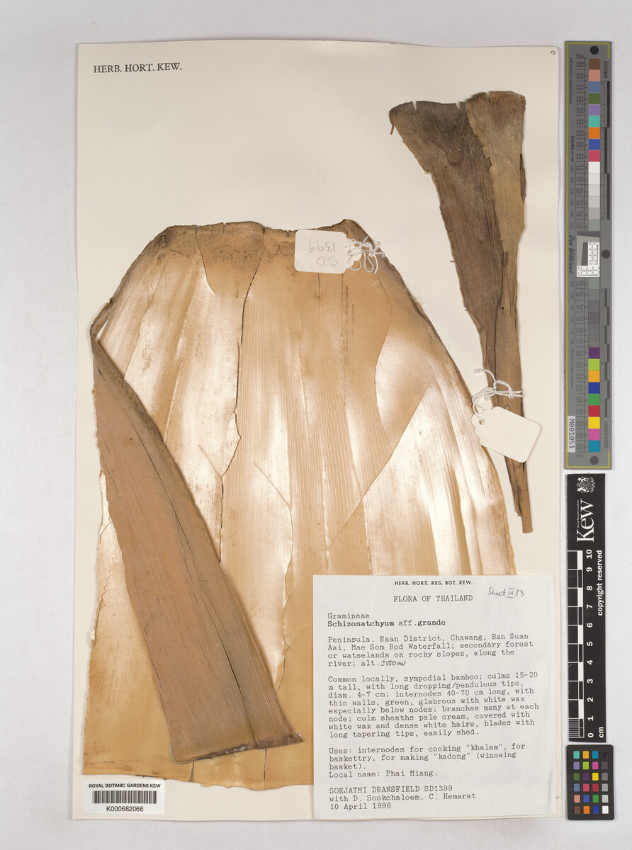Schizostachyum grande — photo