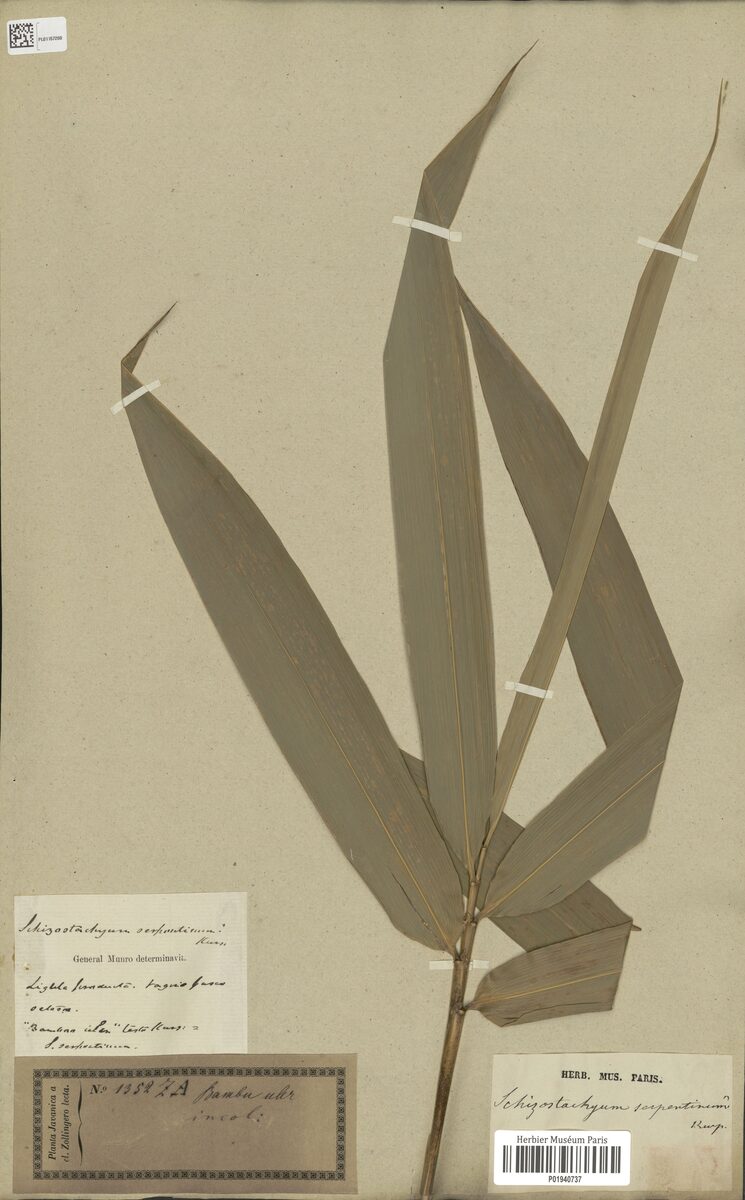 Schizostachyum serpentinum