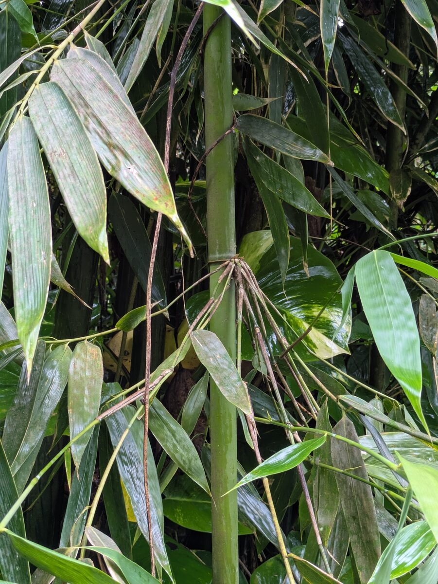 Schizostachyum spp (Clumping Bamboo) — photo