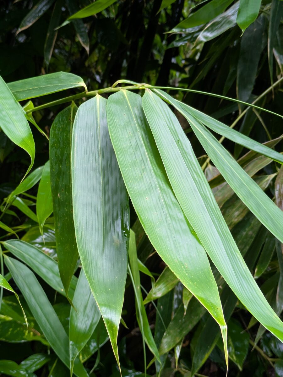 Schizostachyum spp (Clumping Bamboo) — photo
