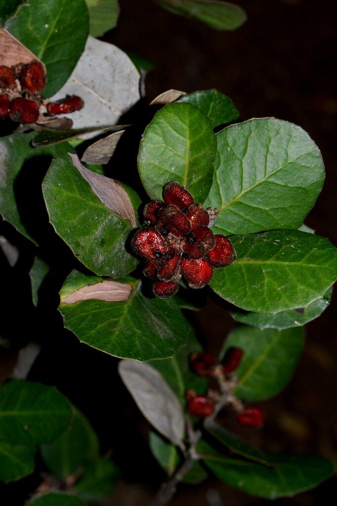 Schmaltzia integrifolia (Lemonade berry) — photo