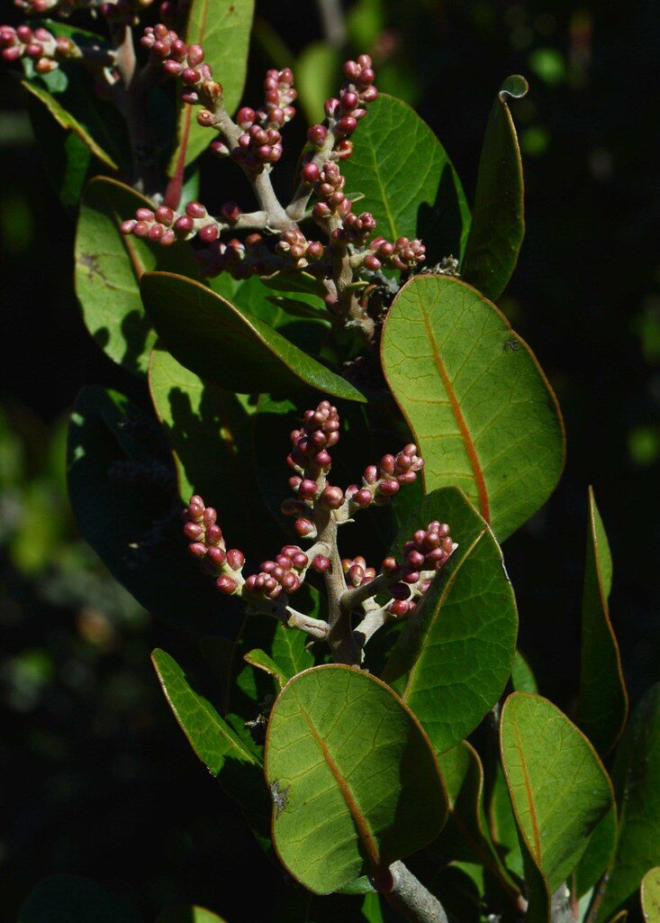 Schmaltzia integrifolia
