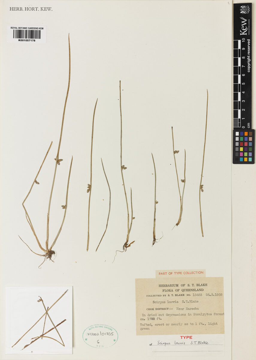 Schoenoplectus laevis — photo