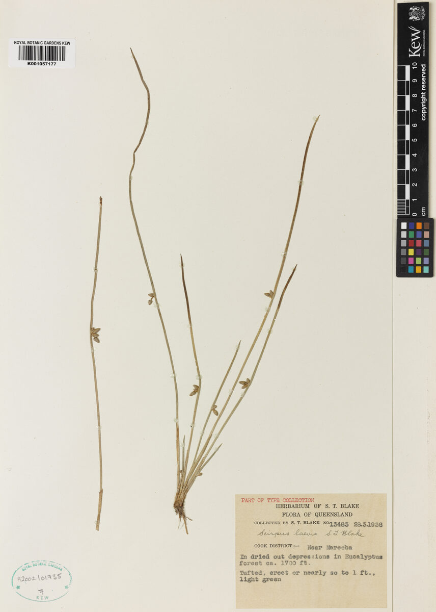 Schoenoplectus laevis — photo