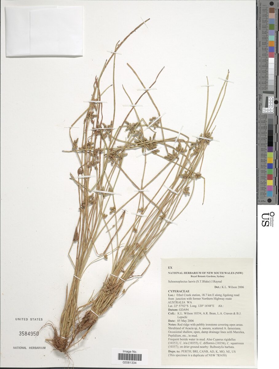Schoenoplectus laevis