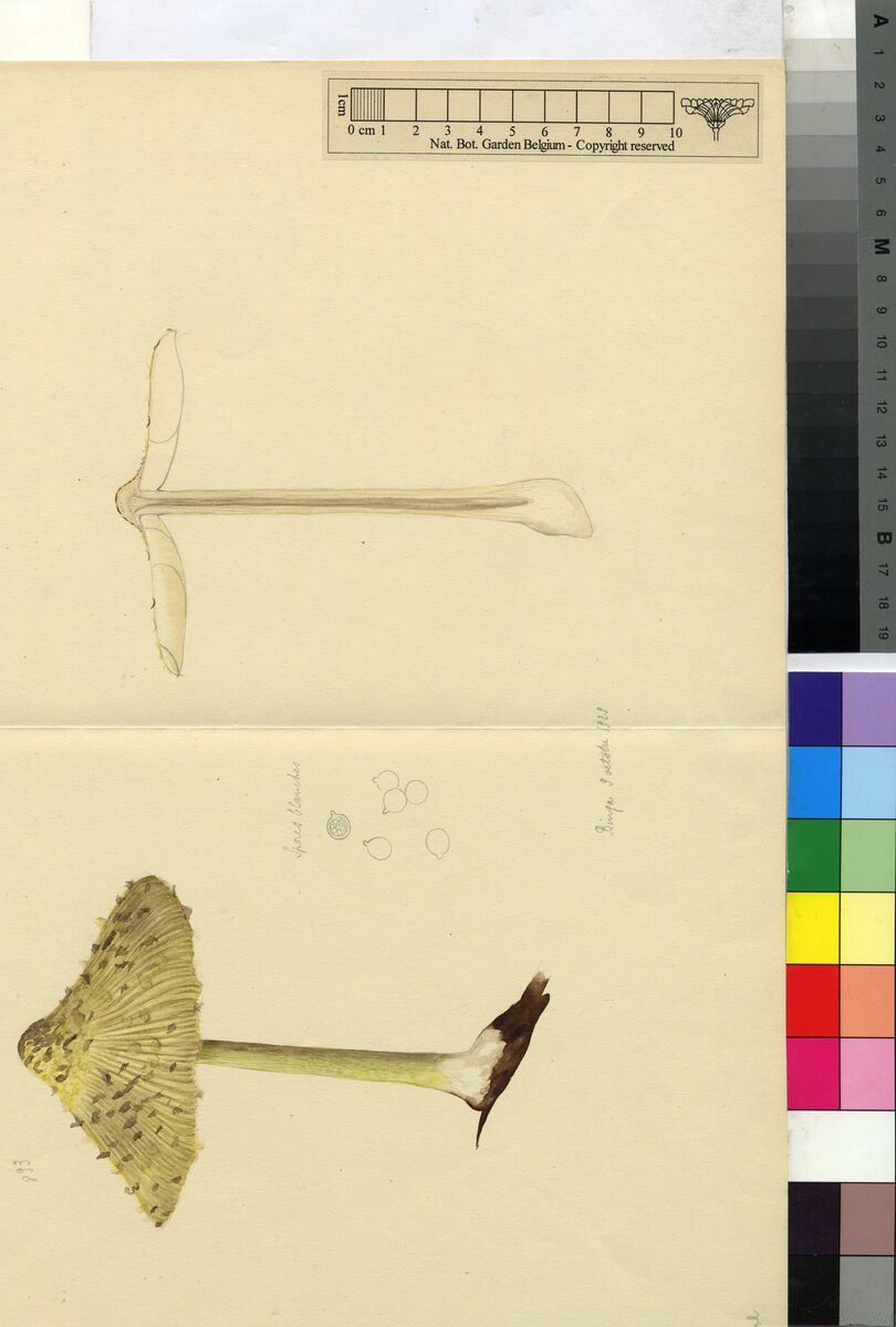 Schulzeria spp. — photo