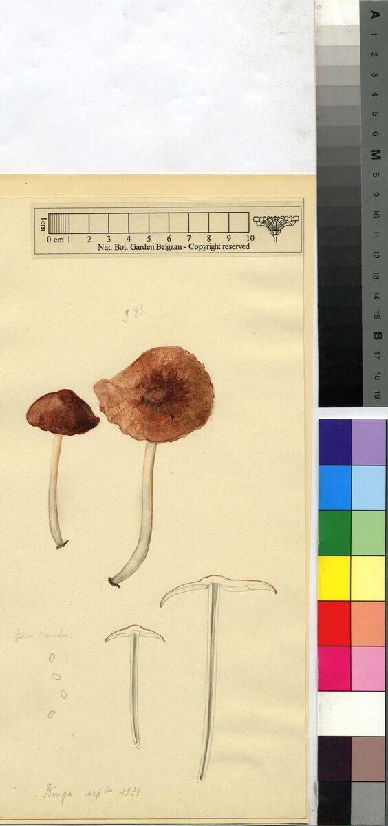Schulzeria spp.