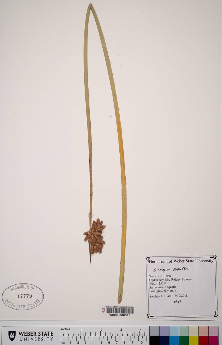 Scirpus acutus (Hard Stem Bulrush) — photo