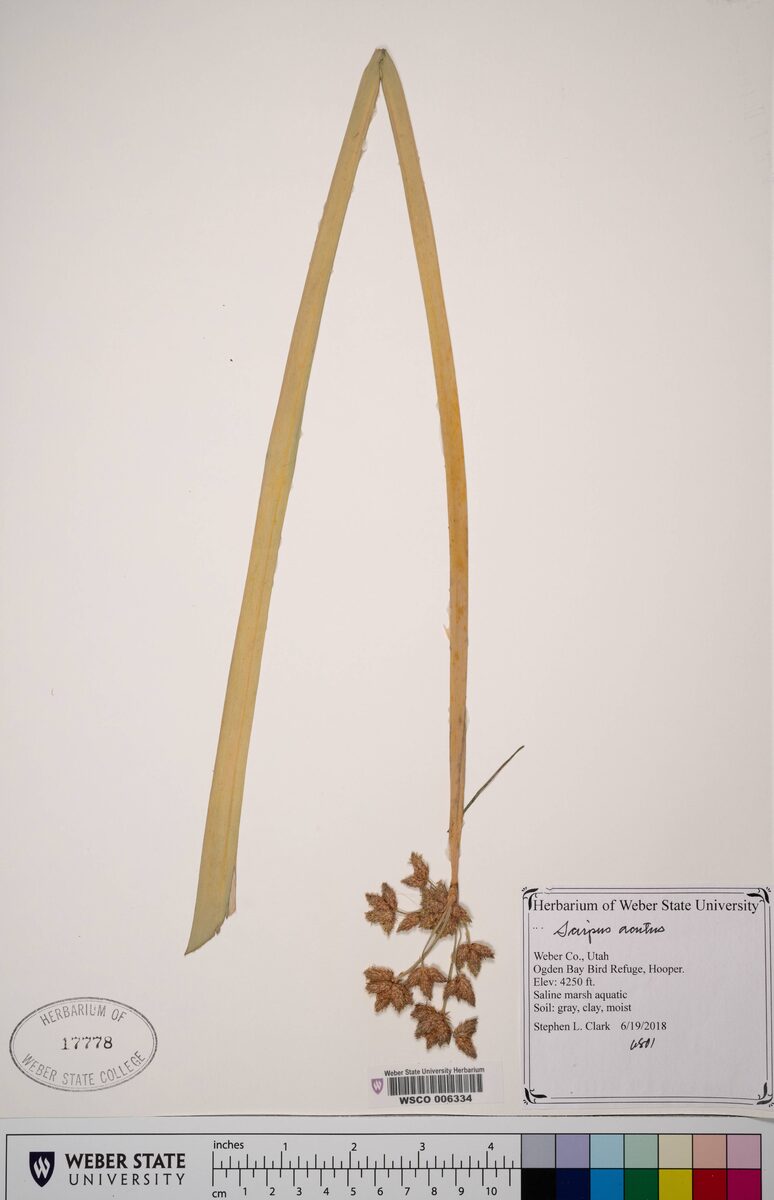 Scirpus acutus (Hard Stem Bulrush) — photo