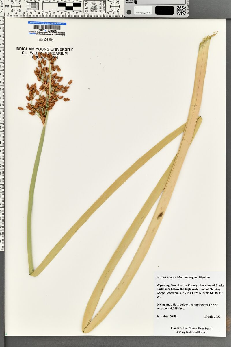 Scirpus acutus