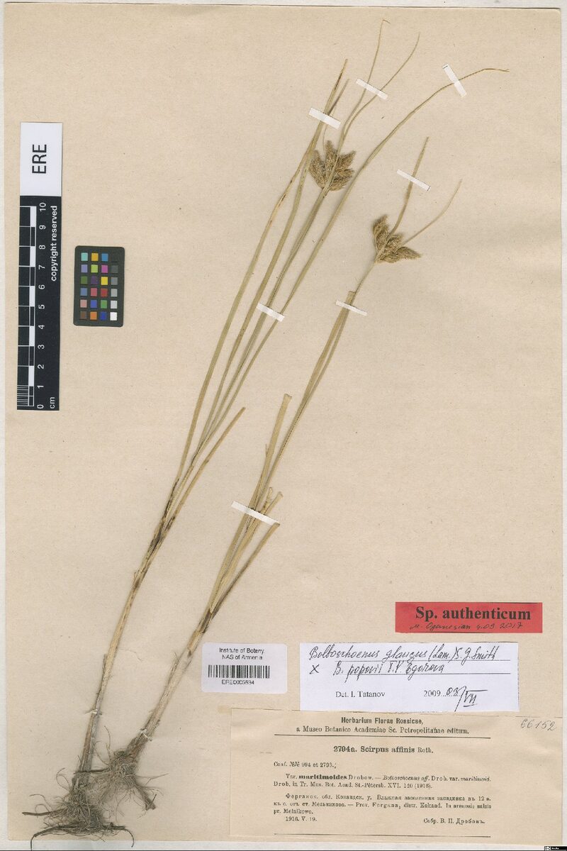 Scirpus affinis — photo
