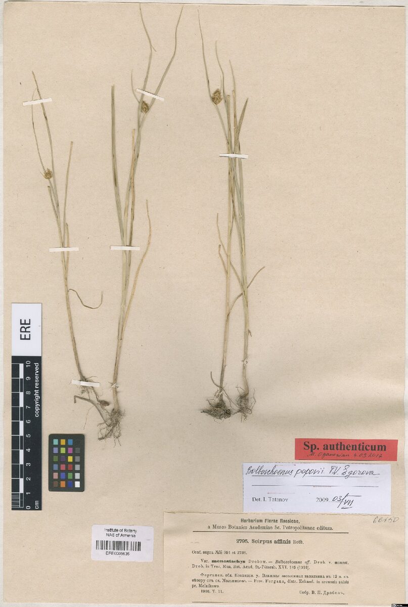 Scirpus affinis