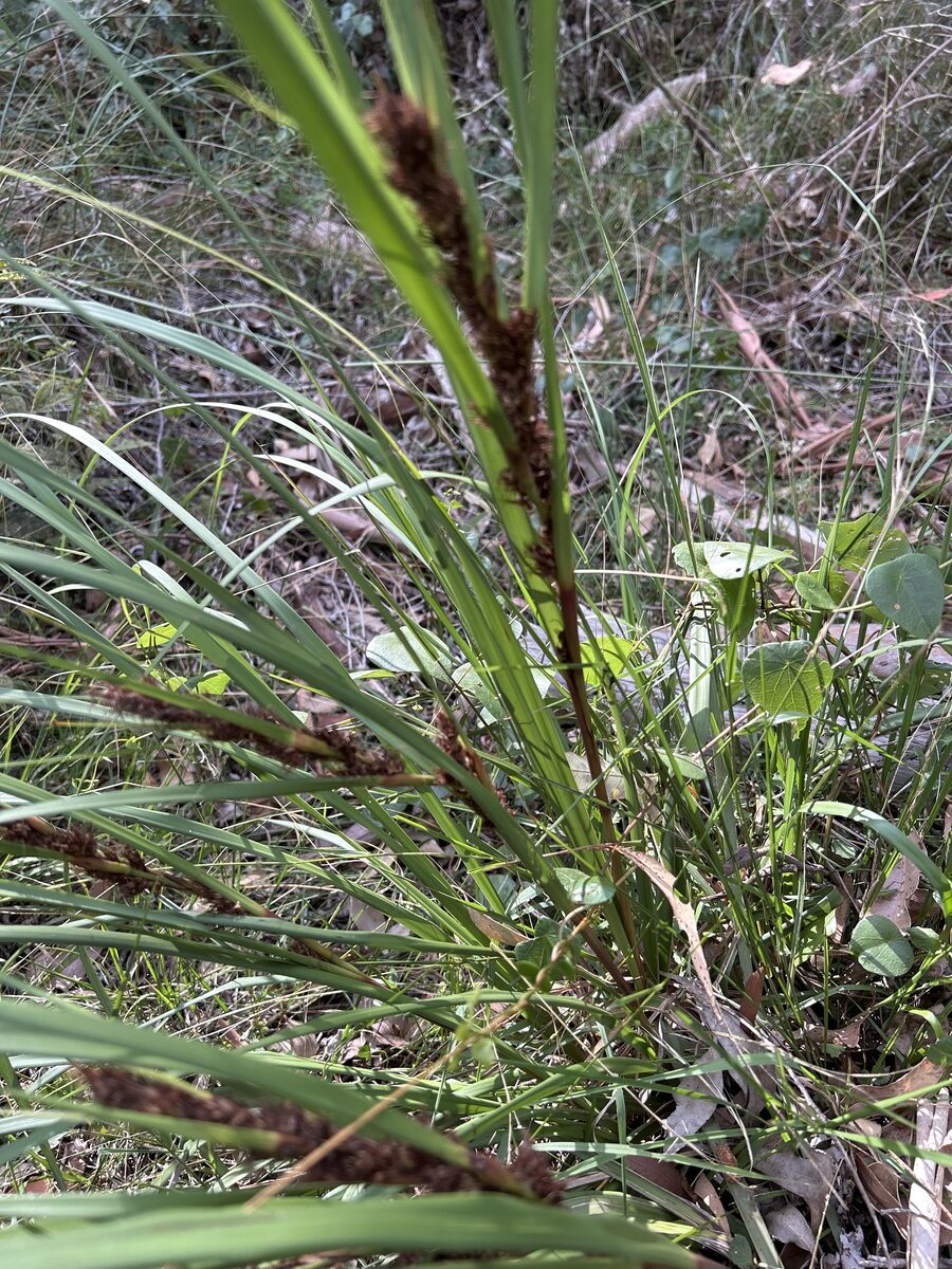 Scirpus americanus (American Bulrush) — photo