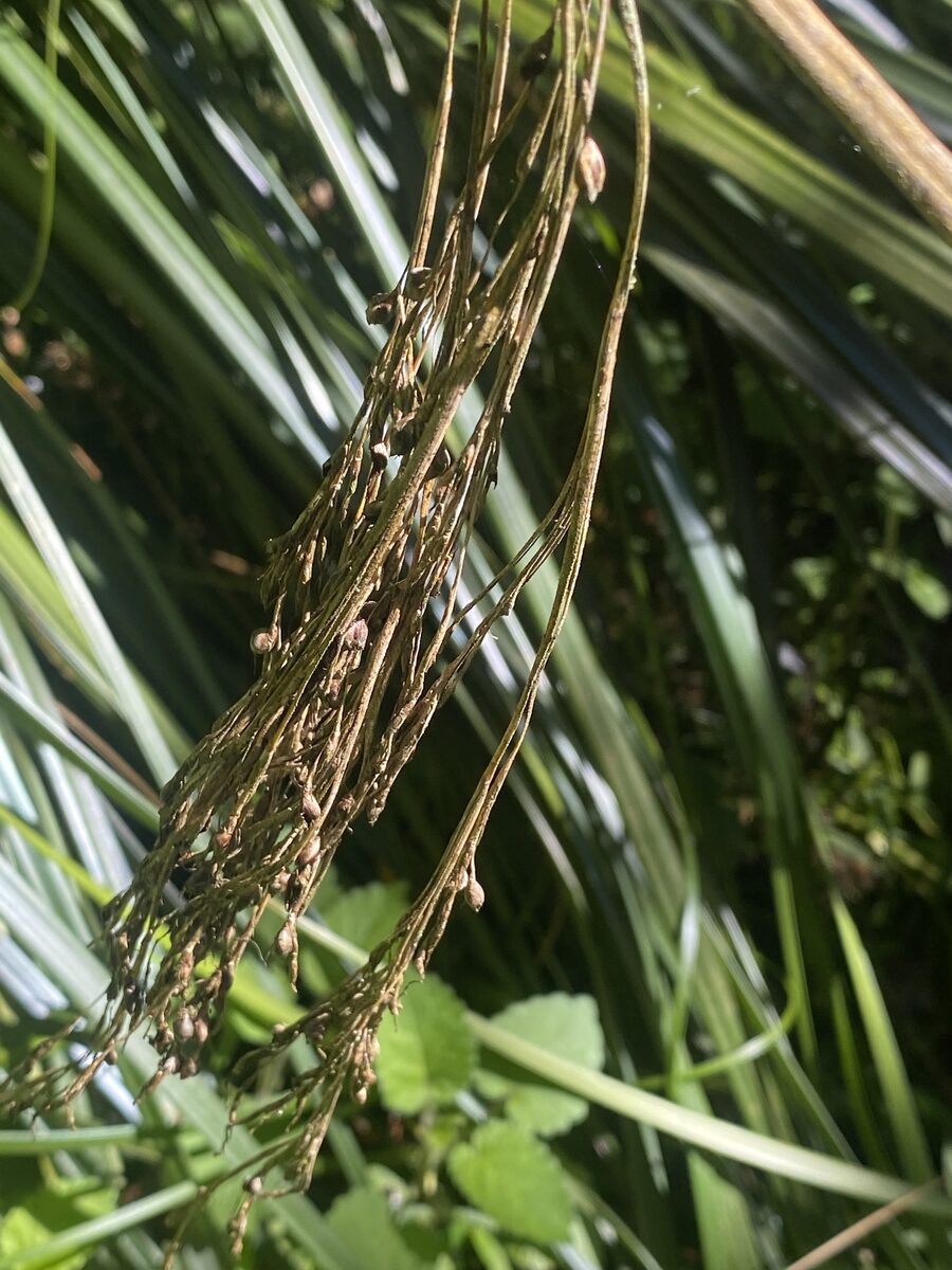 Scirpus americanus (American Bulrush) — photo