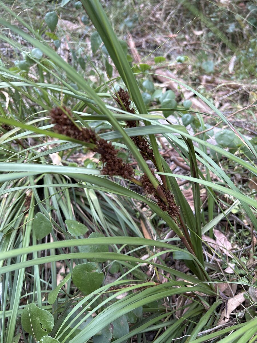 Scirpus americanus