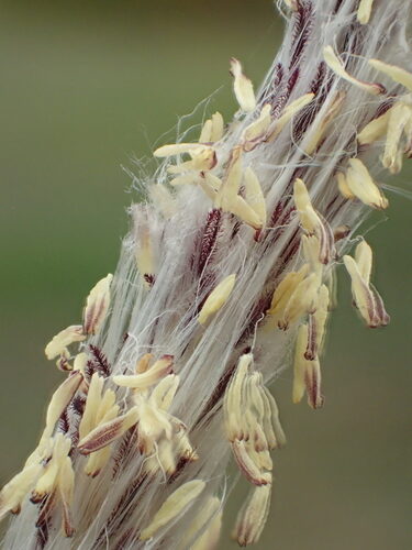 Scirpus cyperinus (Wool grass) — photo