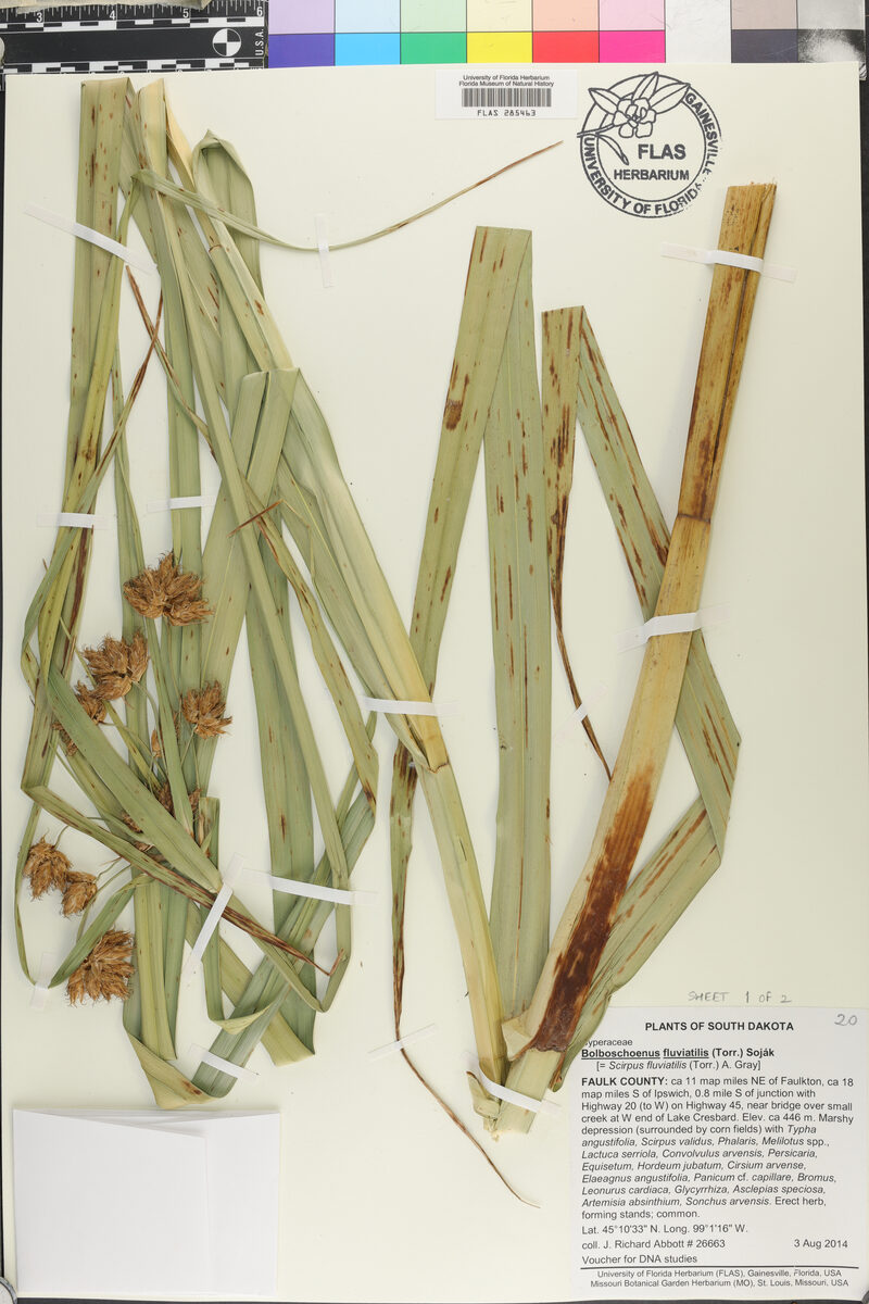 Scirpus fluviatilis - (Torr.)A.Gray. (River Bulrush) — photo
