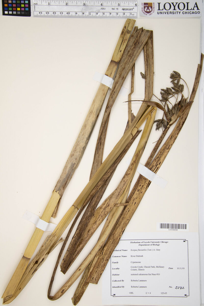Scirpus fluviatilis - (Torr.)A.Gray. (River Bulrush) — photo