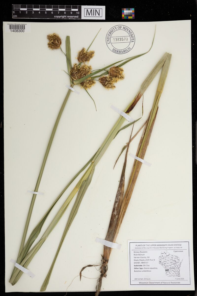 Scirpus fluviatilis - (Torr.)A.Gray.