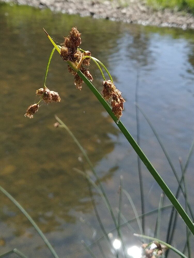 Scirpus lacustris (Bulrush) — photo