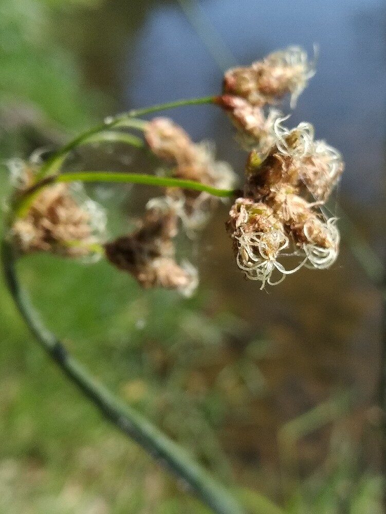 Scirpus lacustris (Bulrush) — photo