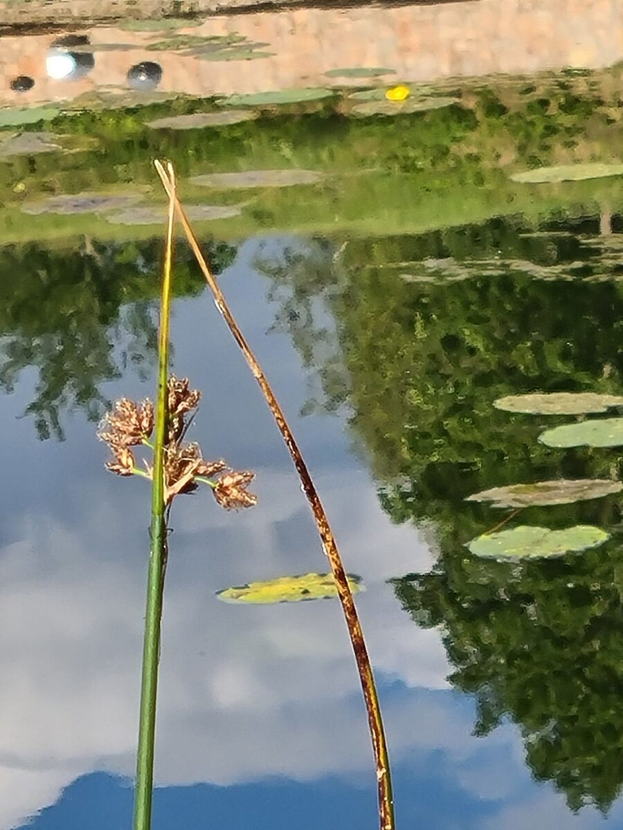 Scirpus lacustris