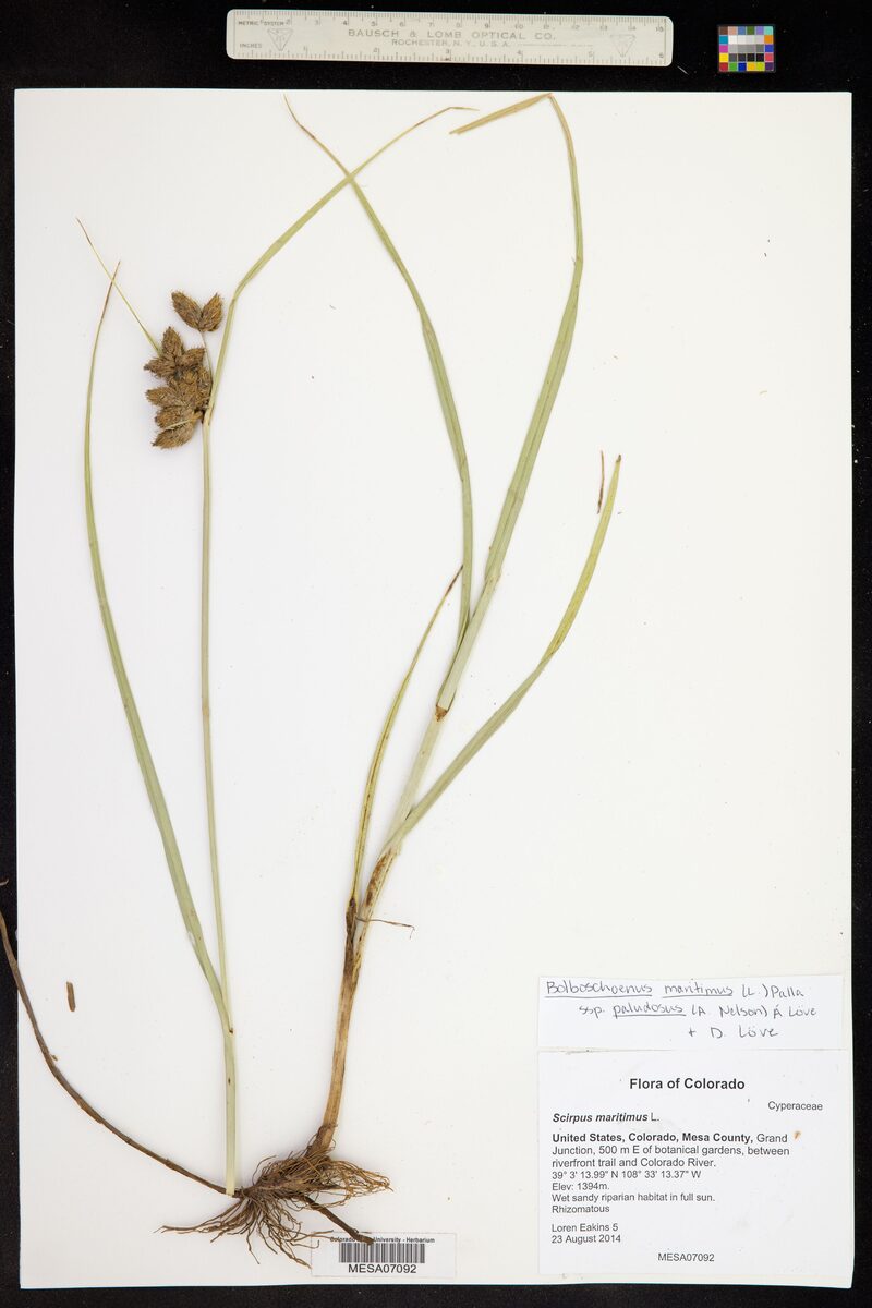 Scirpus maritimus (Seaside Bulrush. Cosmopolitan Bulrush) — photo