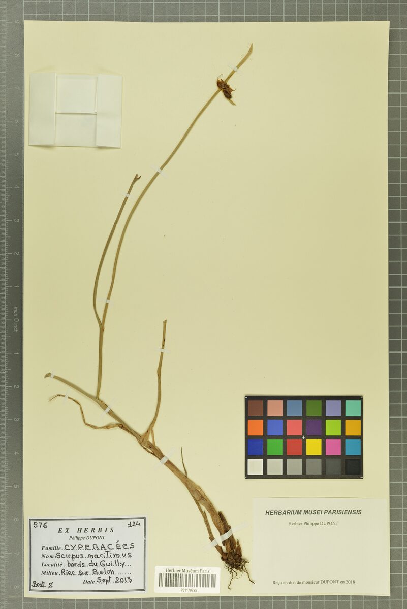 Scirpus maritimus (Seaside Bulrush. Cosmopolitan Bulrush) — photo