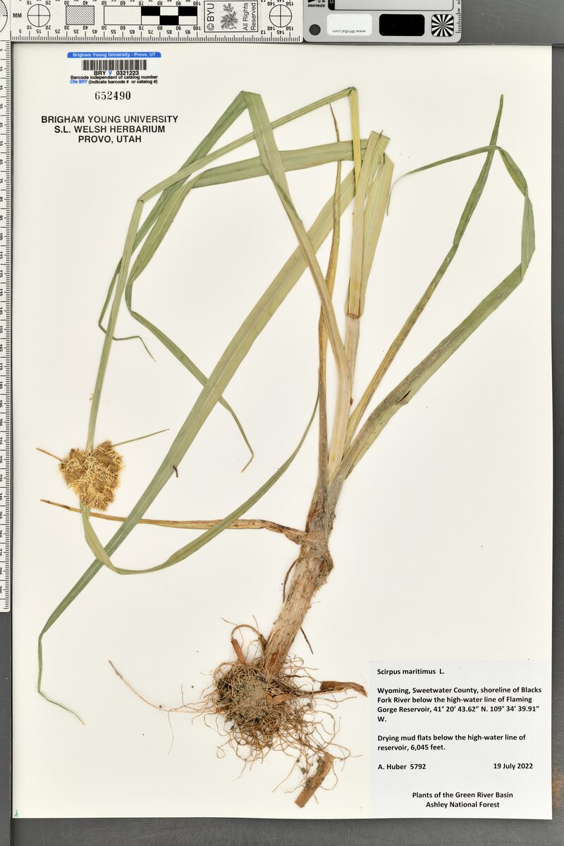 Scirpus maritimus
