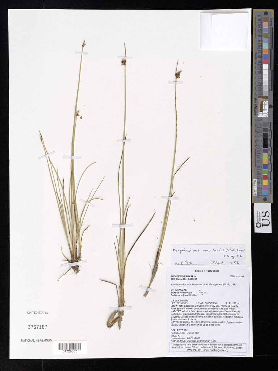 Scirpus nevadensis (Nevada Bulrush) — photo