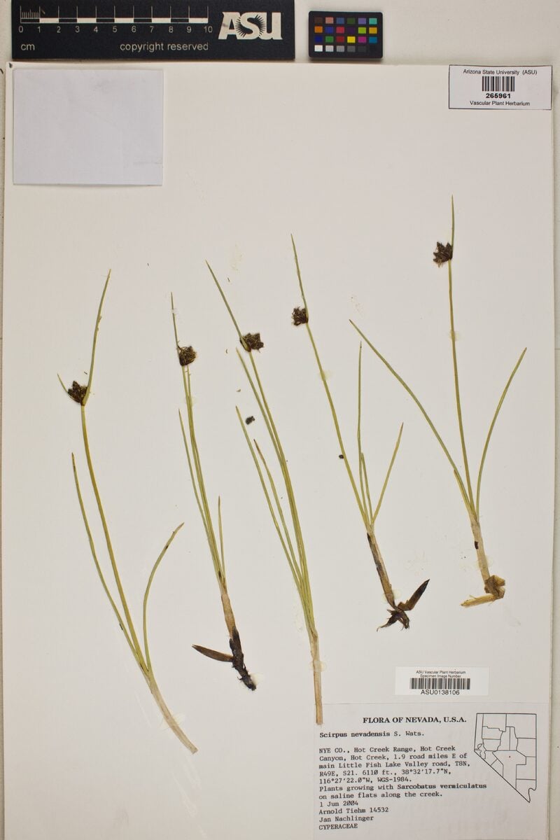 Scirpus nevadensis (Nevada Bulrush) — photo