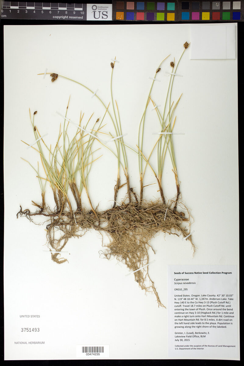 Scirpus nevadensis