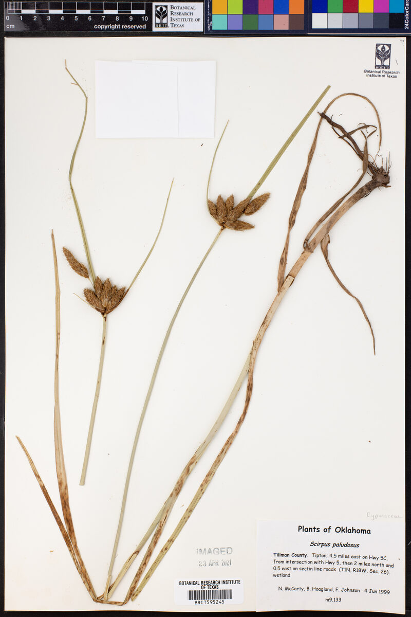 Scirpus paludosus