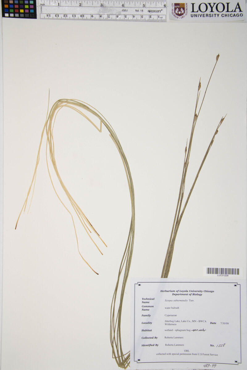 Scirpus subterminalis (Water Bulrush) — photo