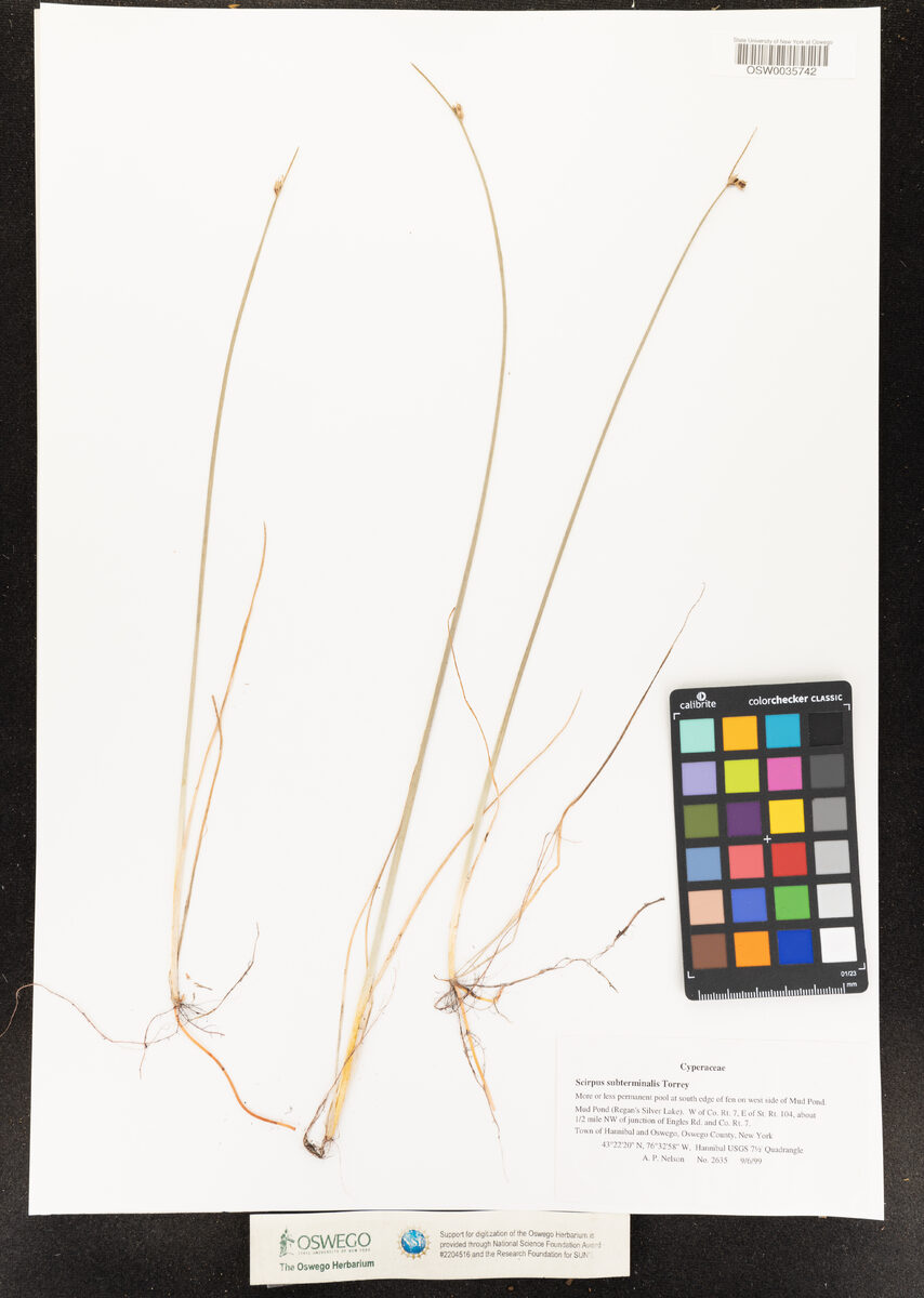 Scirpus subterminalis (Water Bulrush) — photo