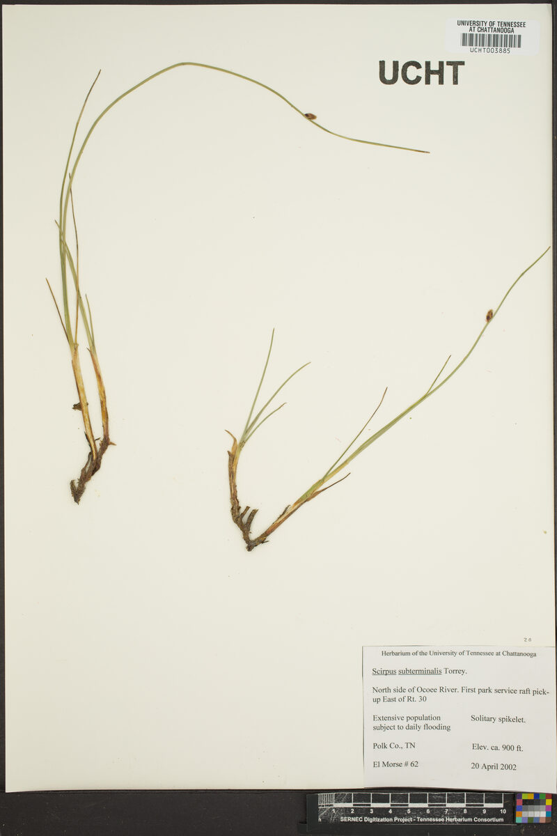 Scirpus subterminalis