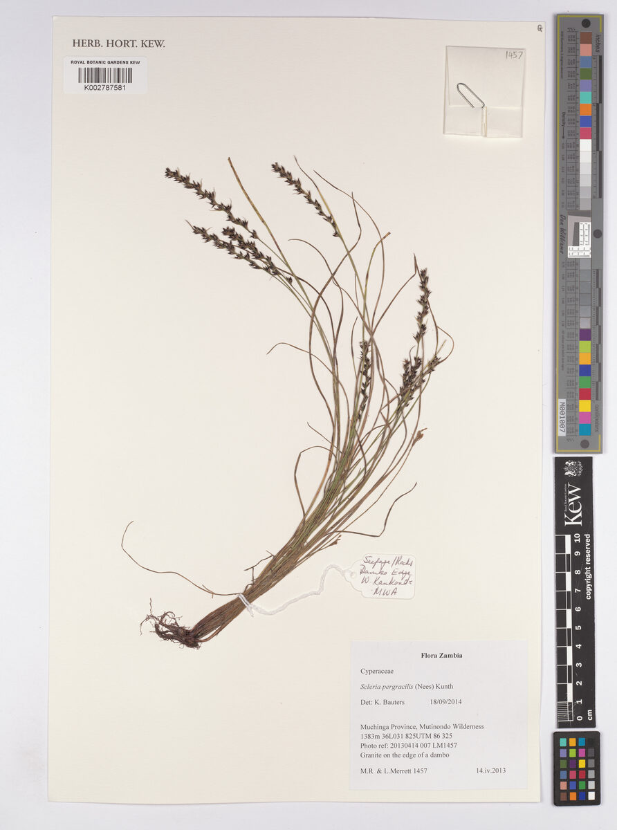 Scleria pergracilis — photo