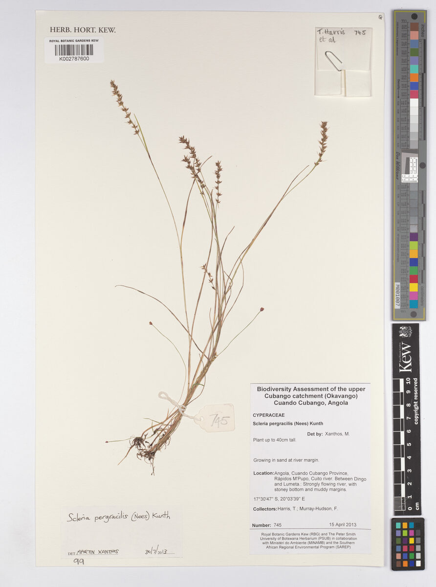 Scleria pergracilis — photo