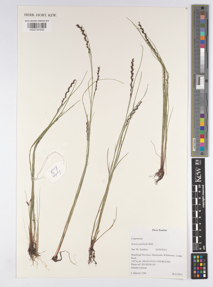 Scleria pergracilis