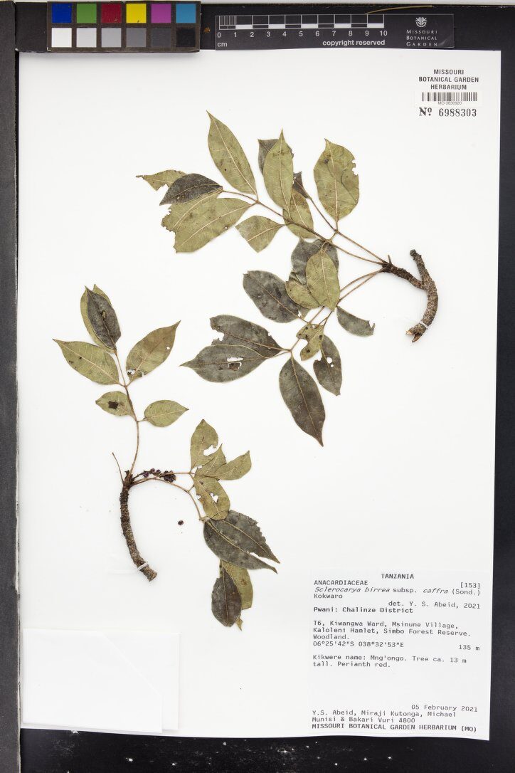 Sclerocarya birrea subsp. caffra (Maroola plum) — photo