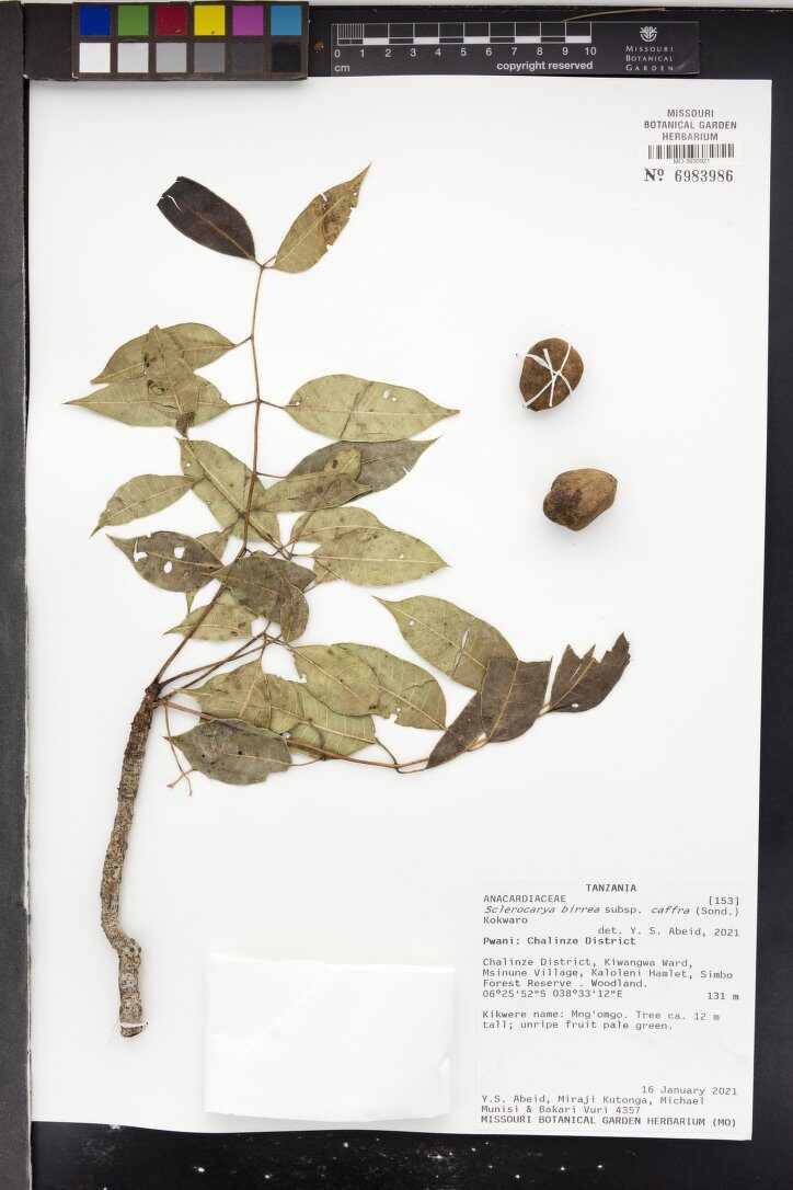 Sclerocarya birrea subsp. caffra