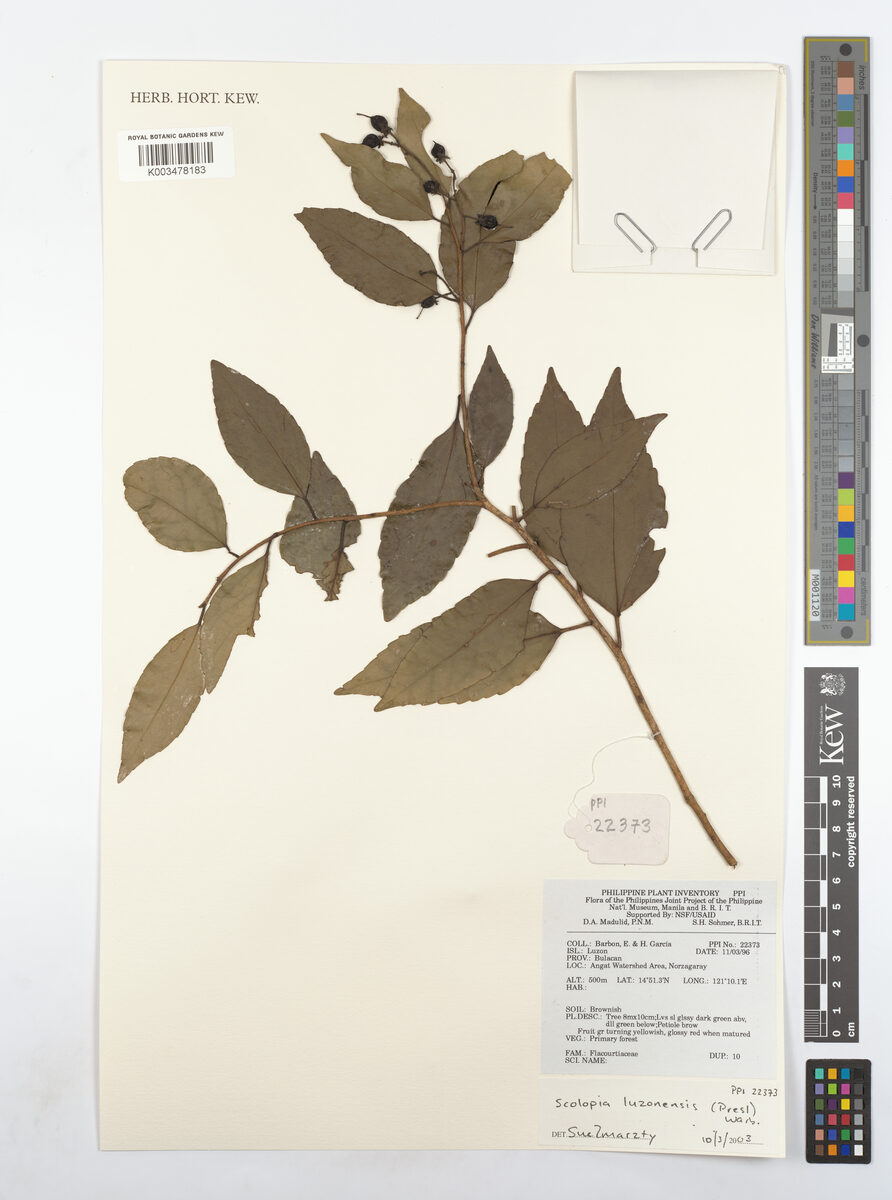 Scolopia luzonensis (Aninguai) — photo