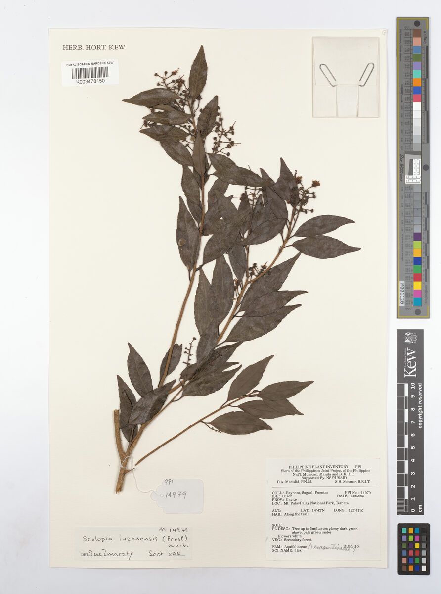 Scolopia luzonensis (Aninguai) — photo