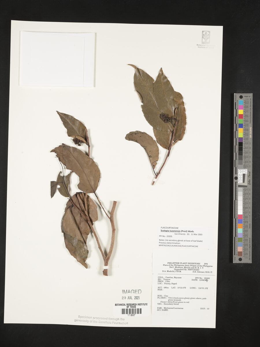 Scolopia luzonensis