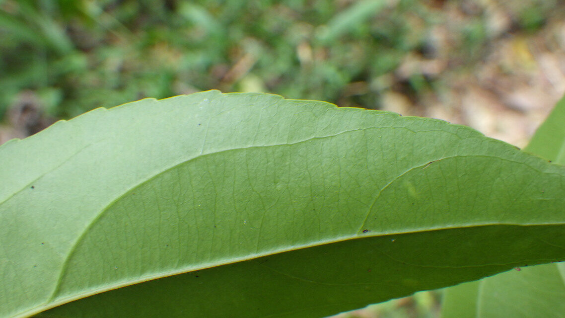 Scolopia rhamniphylla — photo